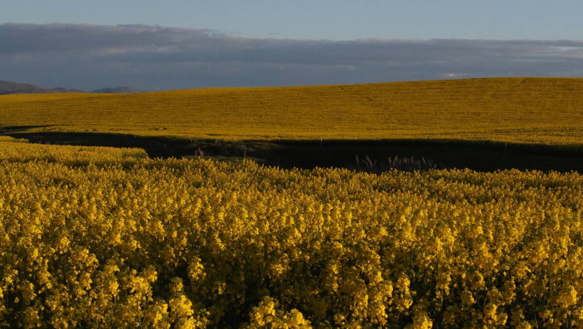 Crops at Young and Harden have escaped the severe frost damage recorded further west, that has seen some crops be deemed a 100 per cent write-off. 