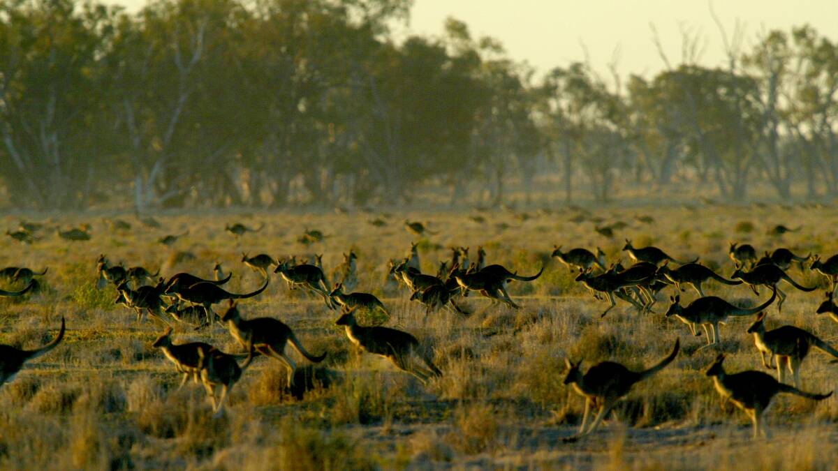 A plague of kangaroos on the Macquarie Marshes.