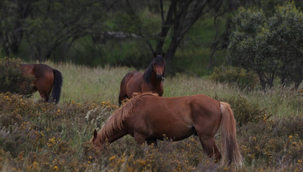 Brumbies in the northern part of Kosciuszko National Park where a large cull is planned if the Wild Horse Management Plan is approved by the NSW Government.