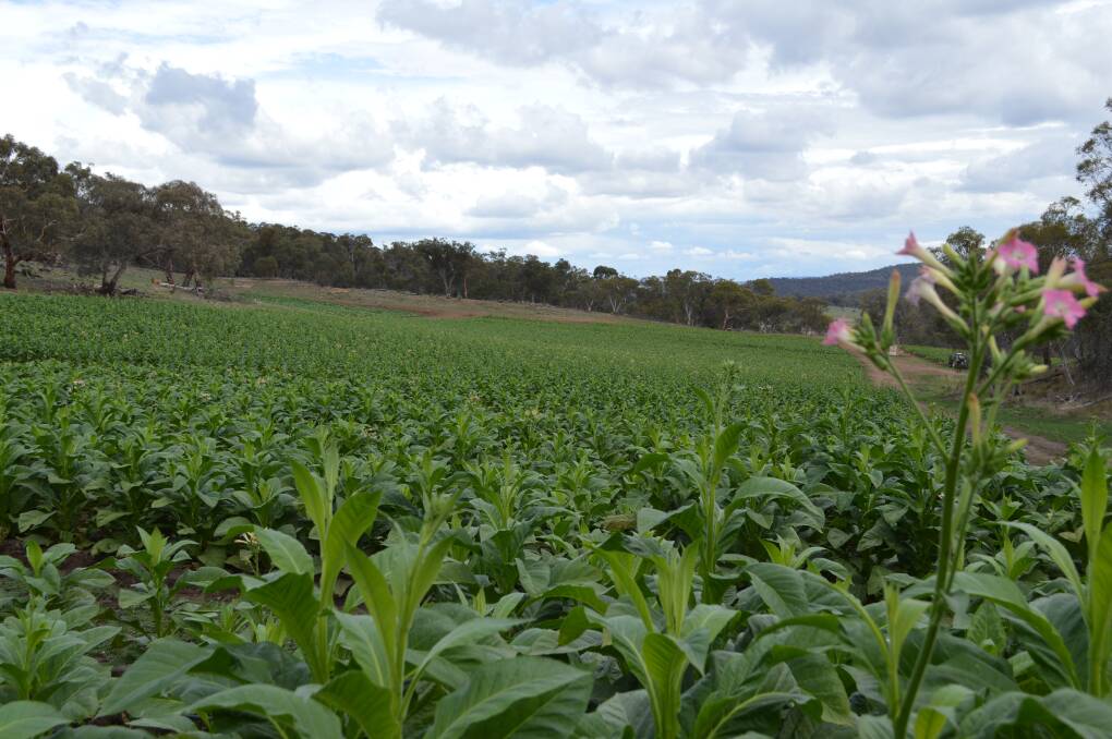 Looks pretty, but it's all illegal. Part of the illegal tobacco crop at Shannon's Flat near Cooma with an excisable value of more than $11 million seized in March.
