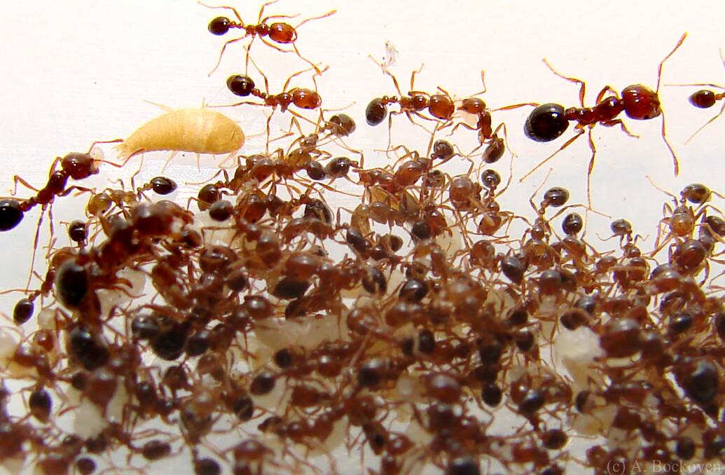 One of the nation's biggest biosecurity threats, fire ants, will be the focus of a $411 million eradication program.