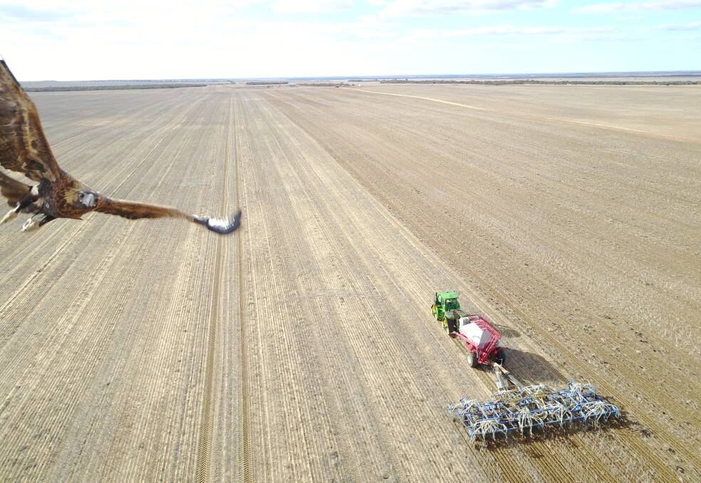 The wedge-tailed eagle zooms in on Leigh Nairn's drone he was using to oversee a cropping operation on his property north of Geraldton, WA. Photo by Leigh Nairn.