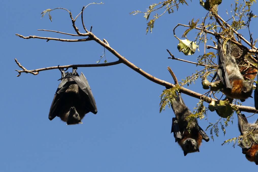 Bats pose a health risk if handled. It's now their breeding season.
