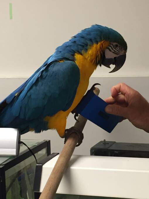 How a pet macaw flew 900km to Sydney