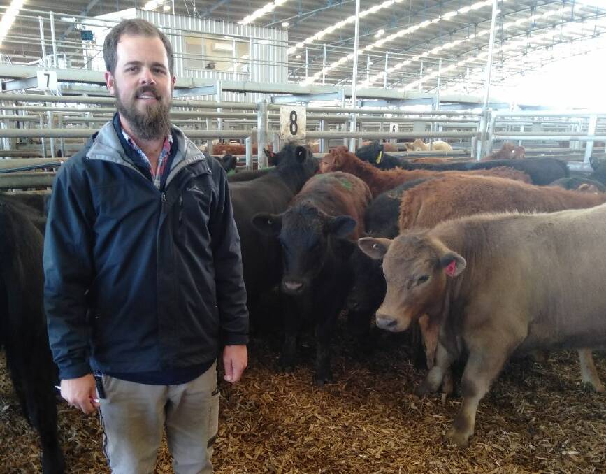 Delivery agent Cameron Dunne at Forbes sale on Monday with vealers that sold to MC Herd. Vealers averaged 10c/kg dearer this week. Photo: Cassi Walmsley