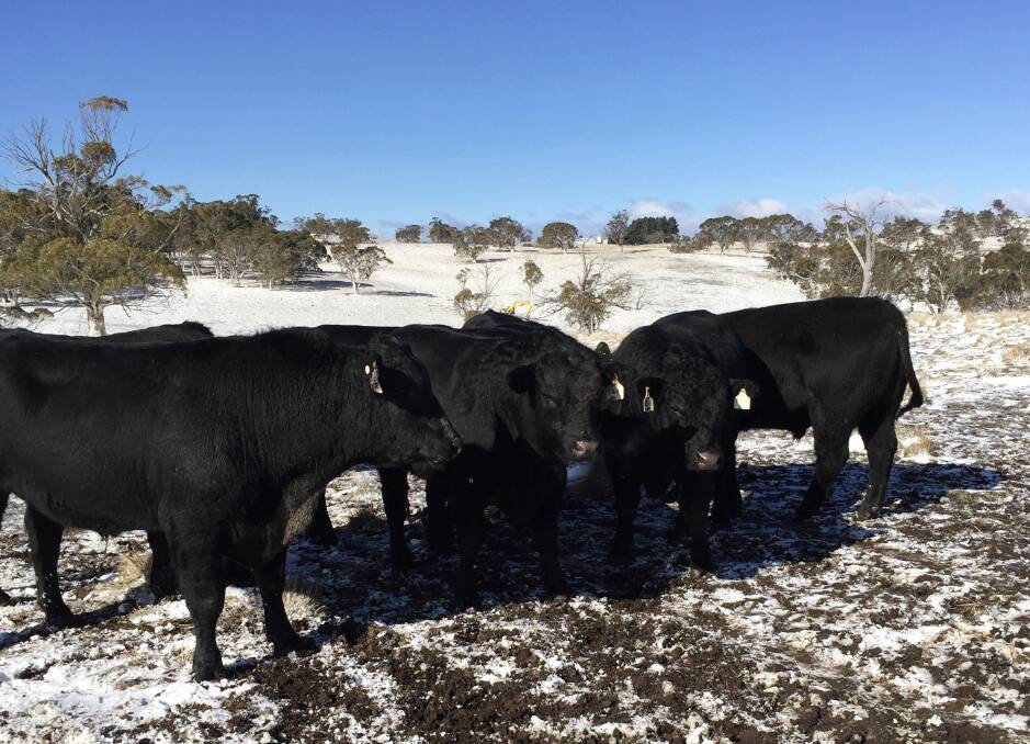 Kunuma's Angus near Adaminaby head down to the feed bins from their snow pastures. The snow will give a big edge for spring pastures once it's melted in. Photo by Mitch Lynch.