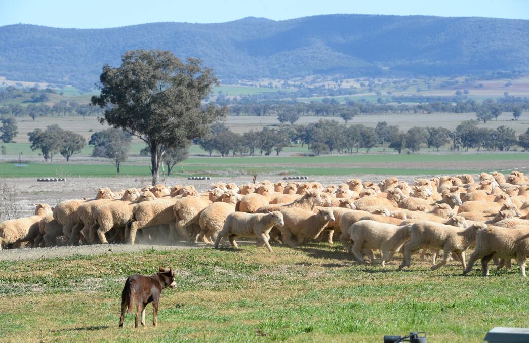 Second cross sucker lambs being rounded up at "Glendon", Tamworth. Lambs on the Northern Tablelands are being shorn as early as 8 months. Many producers are taking the shearing option with their lambs.