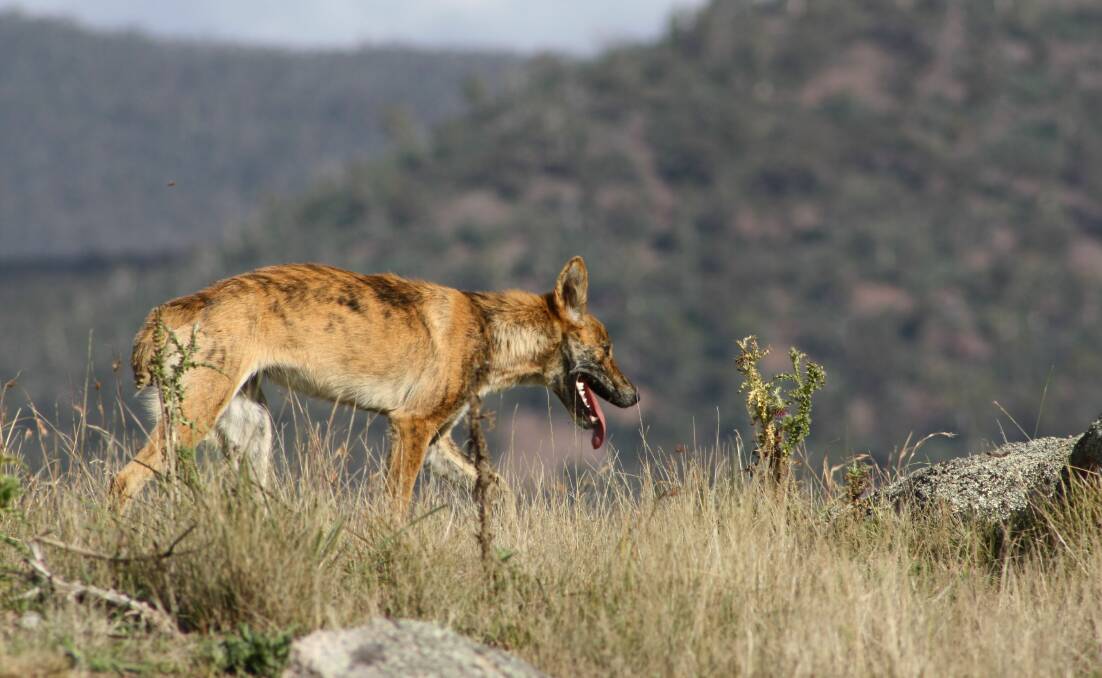 A wild dog south of Canberra.