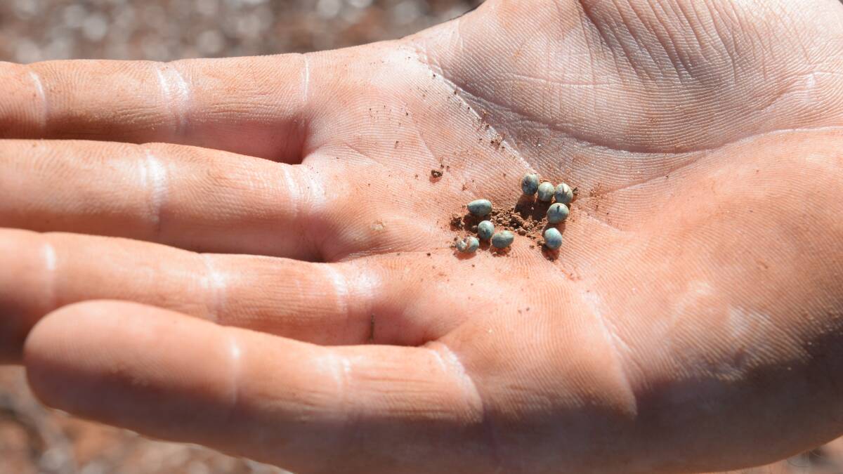 Brad Glover, "Wainui", holds sorghum seeds that have germinated after the Glovers decided to gamble on weekend rain at Hermidale near Cobar.