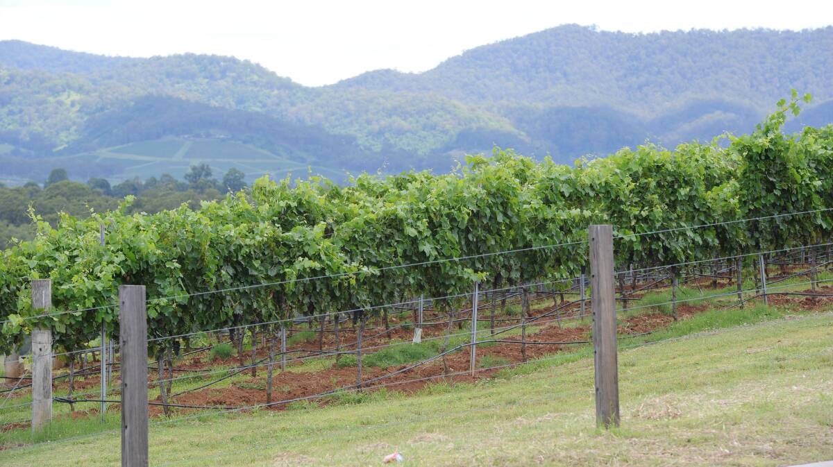 A Senate report into the grape industry released today said 70 per cent of total current Australian wine grape production may be uneconomic.
