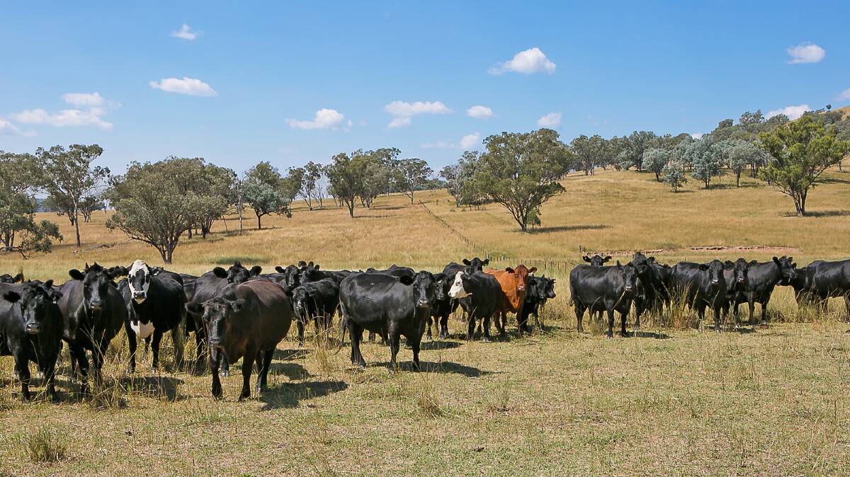 "Murrumbo" is stocked conservatively with about 800 Angus cows.