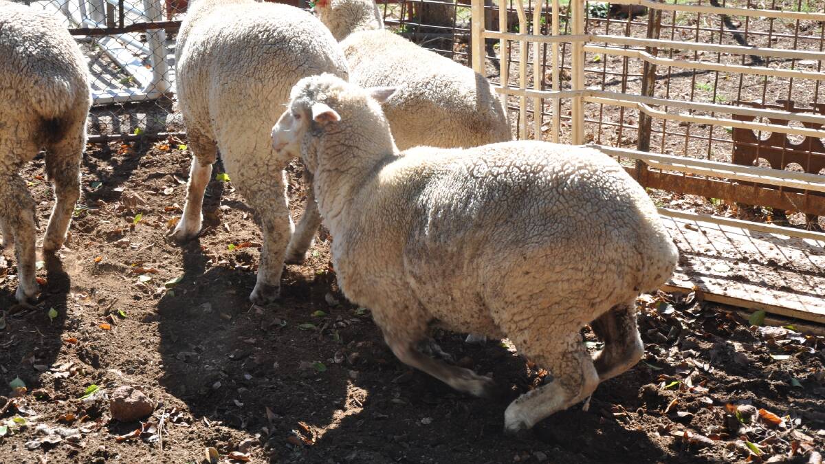 A ewe belonging to a producer in the Central West showing signs of Phalaris staggers. Photo: Central West LLS