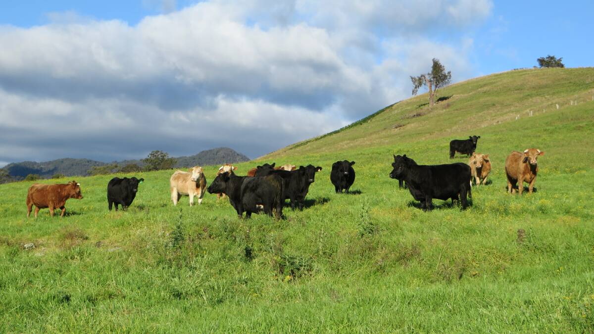 Upper Paterson cattle haven