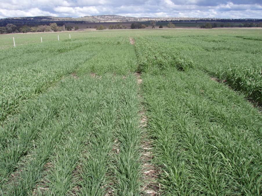 High wheat and other crop yields depend on fertiliser and rotations, according to long-term research.