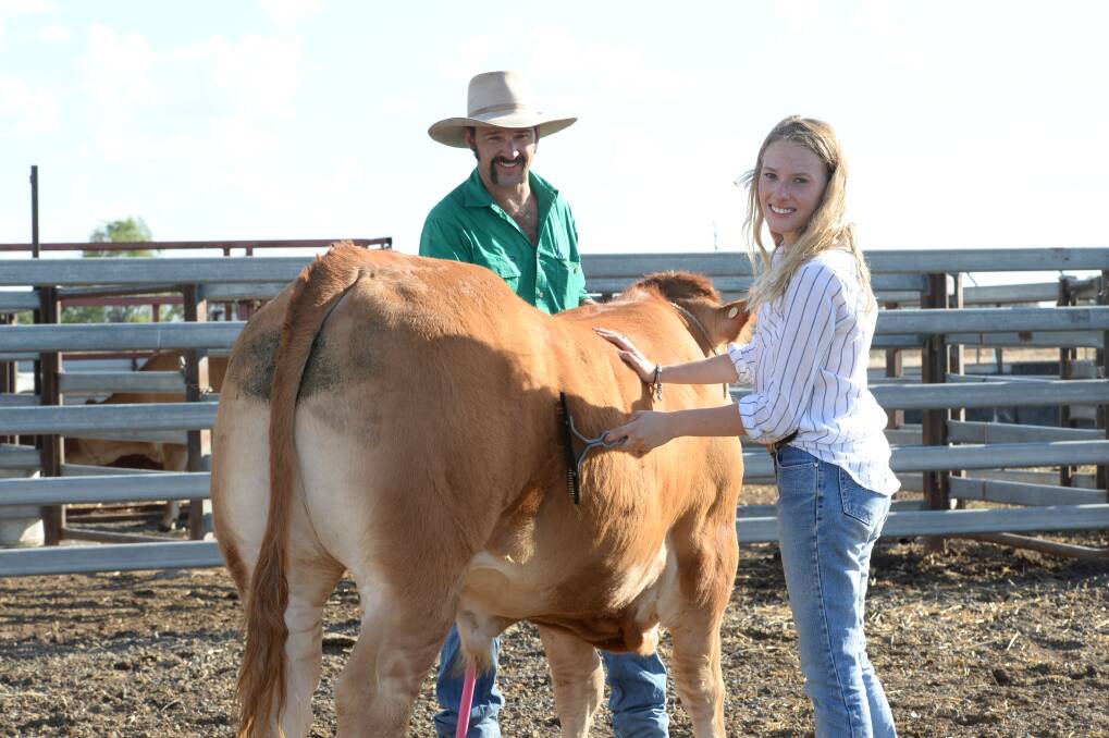 Coonamble High School primary industries teacher Adam MacRae and recent school graduate Kelsey Shields prepare Limousin steers in the lead up to the Sydney Show.