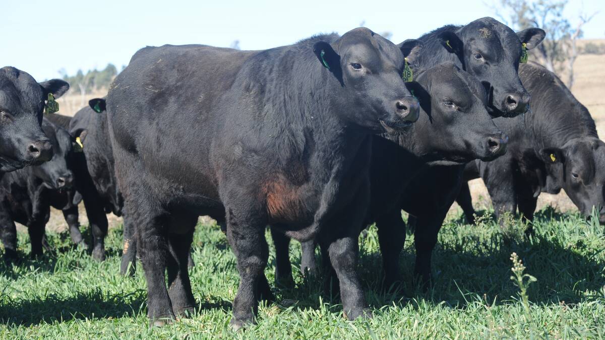 Angus Australia has launched an online search tool to help stud producers find the best genetics. The society has worked on the tool, Angus SaleSELECT, for more than a year.
