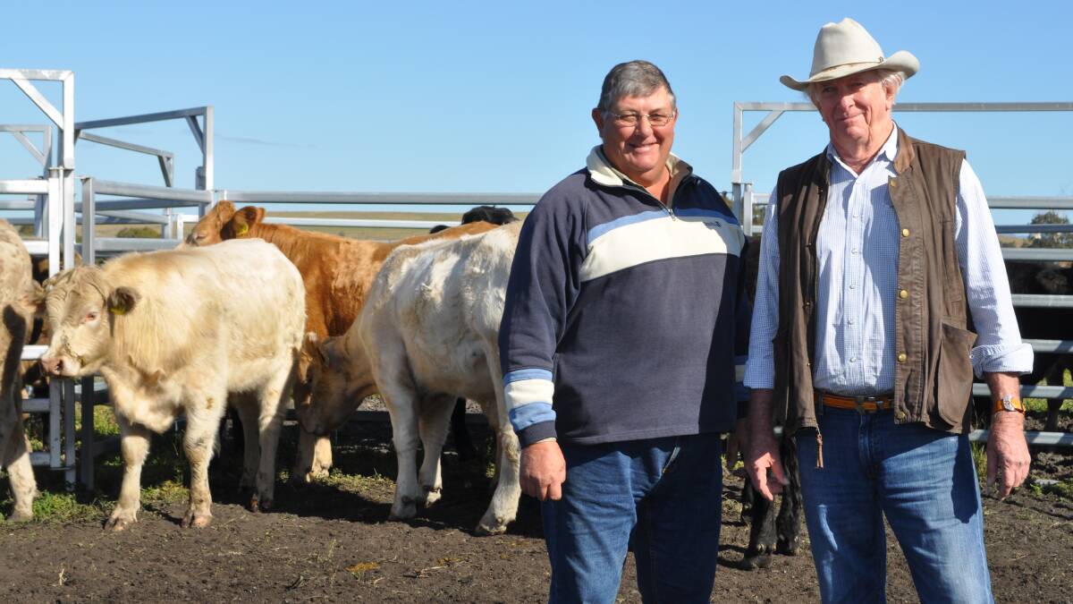 Singleton-based agronomist Neil Nelson with Colinta Holdings general manager Gary Johncock at Glencore's Liddell coal mine near Muswellbrook. The charbray cattle pictured are the subjects of a grazing trial at the mine.