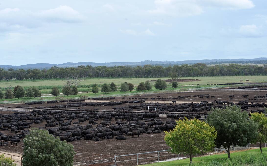 Cattle at the Rangers Valley feedlot. The MSA-graded domestic product, which is sold under the Coles Finest brand, relies on pure black Angus cattle fed for 100 days.