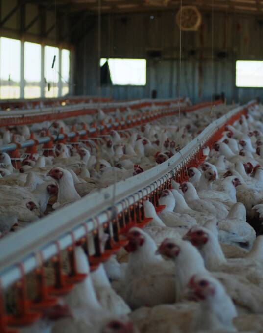 The Punter has decided to cut his losses and sell his TasFoods holding. He had been buoyed earlier this year by the company's proposed takeover of Nichols Poultry.