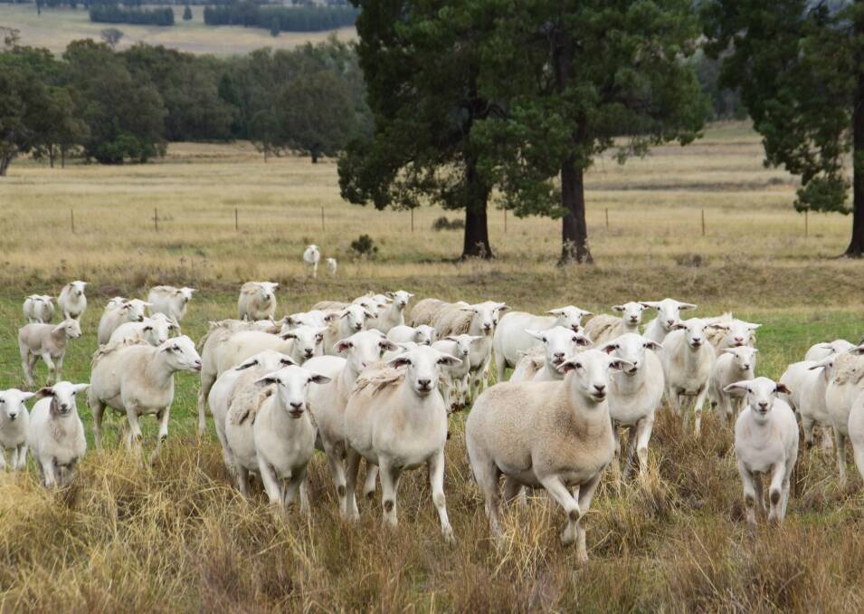 The present owners are well known in meat-sheep stud circles for their acclaimed Castlereagh White Dorper stud and more recently the Castlereagh Australian White stud. 