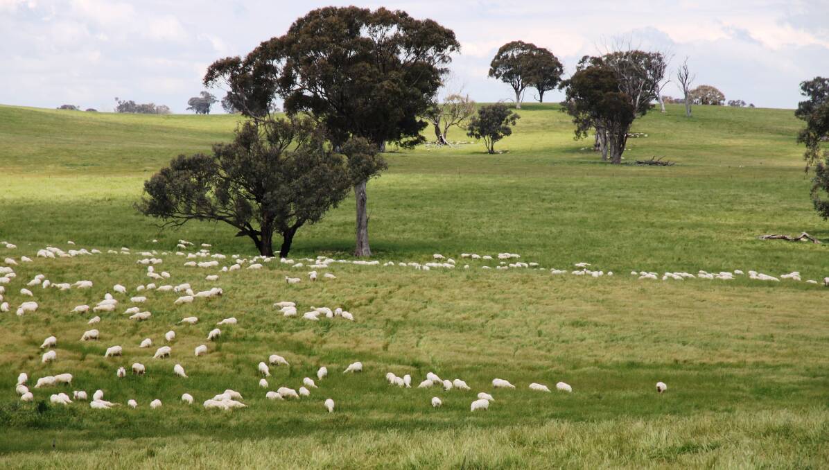 This Boorowa district grazing property, “Wiruna”, sold through CBRE last month at $2.15m, or more than $530/DSE based on its estimated stocking rate of 4000DSE.