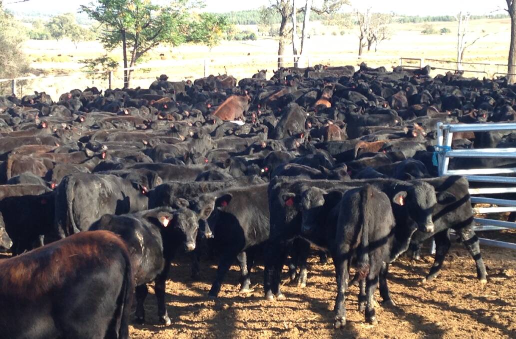  Moree district property "Brooklyn" can support 500 cows.