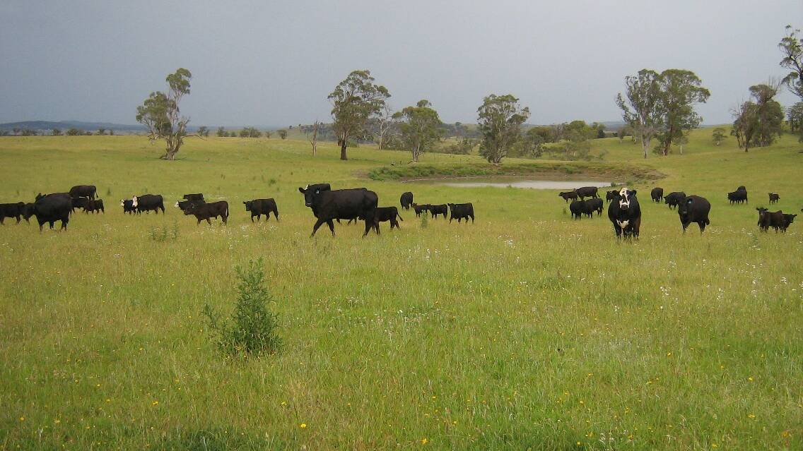“Elswick” offers serious cattle breeders the safety of high rainfall along with an unrestricted, unmetered river licence. 