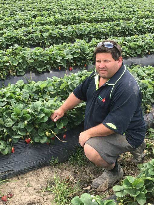 After providing free weather advice on weather forums and via Facebook since 2001, strawberry farmer Anthony Violi, Coldstream, Victoria, launched AV Weather in 2016. He now has more than 1600 paying subscribers.
