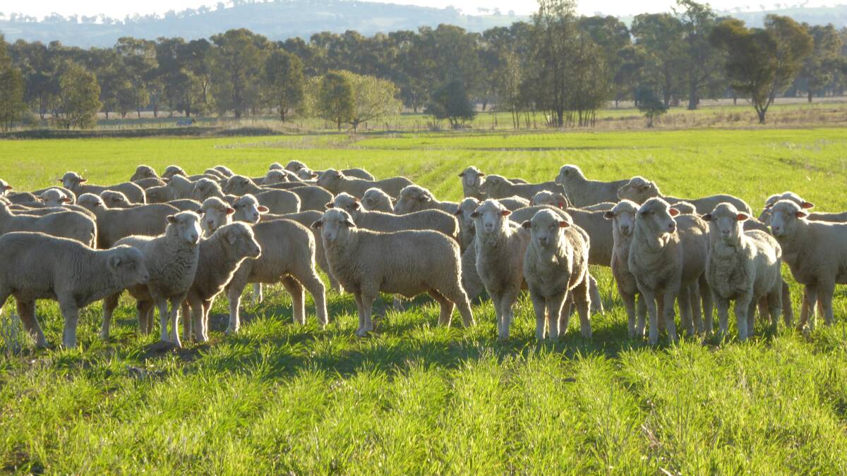 "Eurunga" at Culcairn features 656.4 hectares of fertile land perfect for a mixed farming operation.