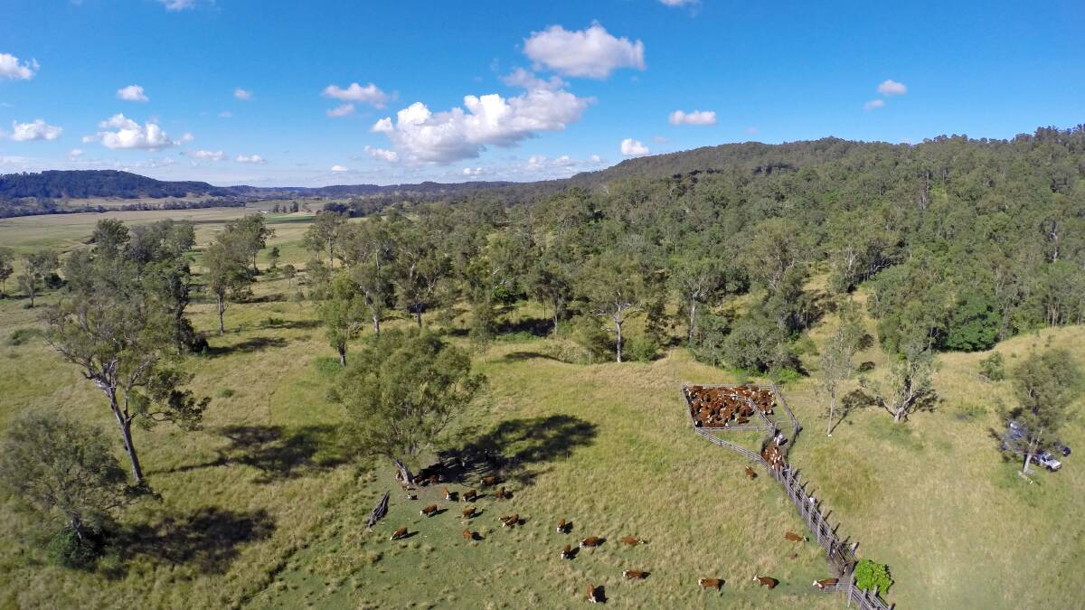 Selling agent Kel Gunther, PRDnationwide Casino, said “Disputed Plain” offers some of the best balanced grazing country in the Northern Rivers.