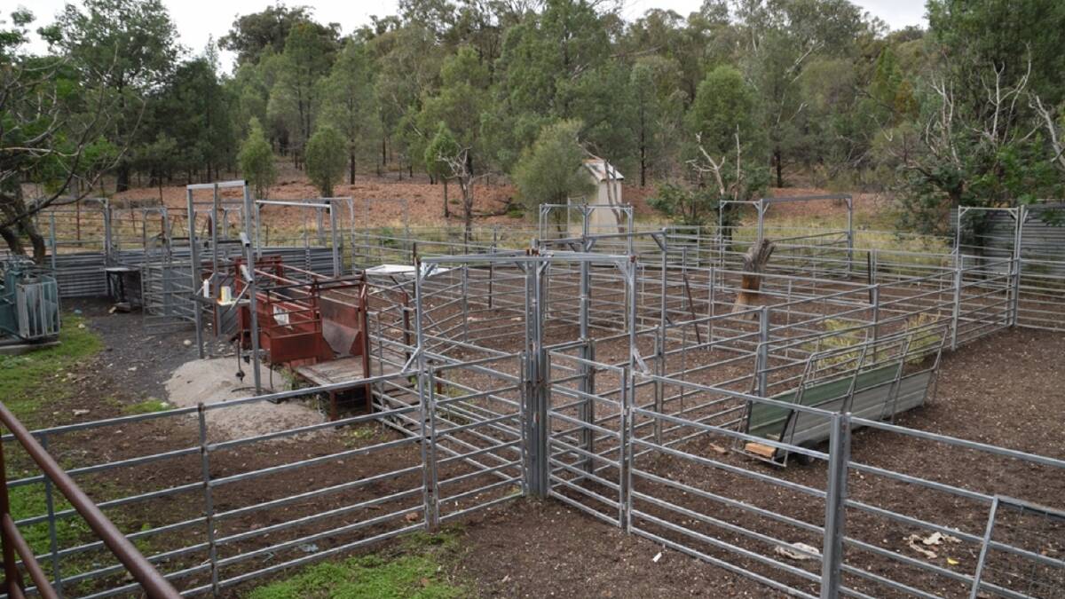 The Abraham's have consistently carried 600 stud ewes and their progeny.
