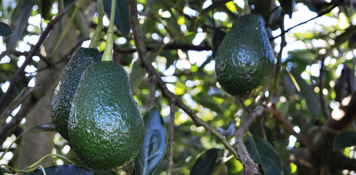 The Costa Group have boosted its avocado plantings to 400 hectares with the joint acquisition of Avocado Ridge in Central Queensland.
