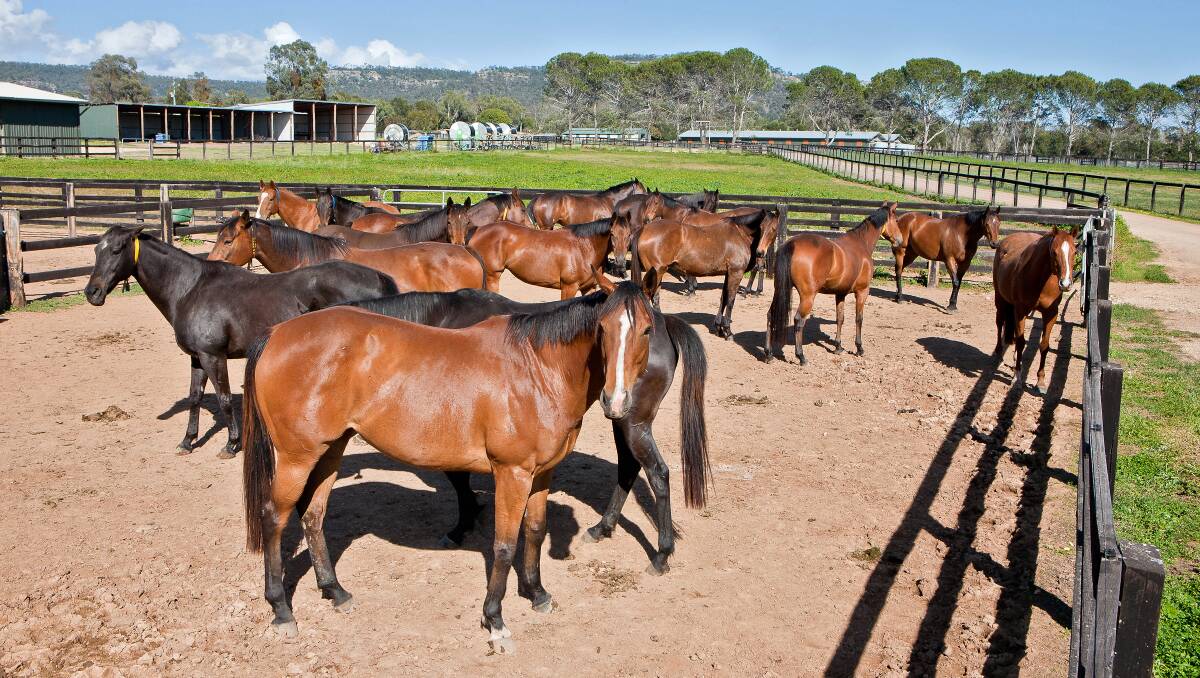 The property has carried up to 960 mares at one stage.