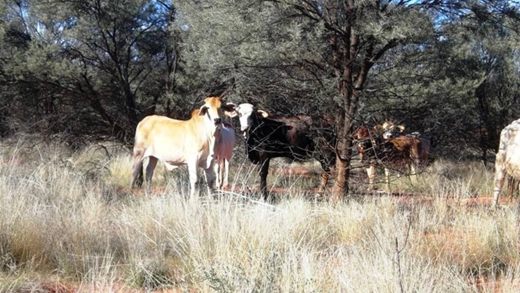 Brahman-cross cattle browse mulga country on “Talyealye”/“Karto”. The property is being offered for sale as a going concern with livestock and plant included.