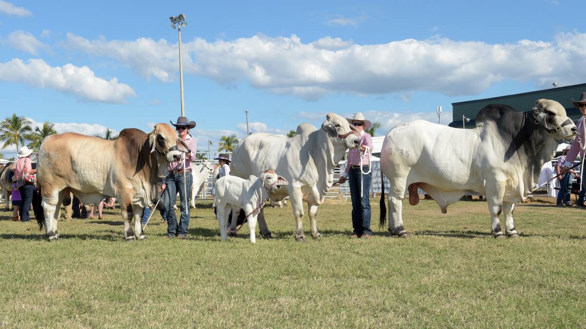 In the ring: The versatile Brahman breed will exhibit 191 head, to be judged by Rodger Jefferies, Elrose Station, Cloncurry. Photo: Rodney Green