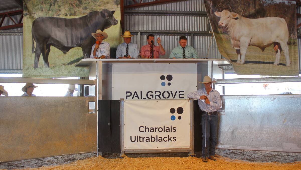 Bidding was strong at the 2019 Palgrove sale and this year looks set to follow suit. Picture: Helen Walker