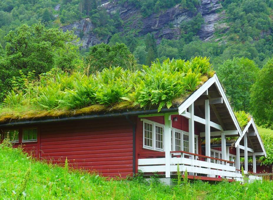 Sometimes it is greener on the other side. Ferns flourishing on a turf roof in Geiranger, Norway.