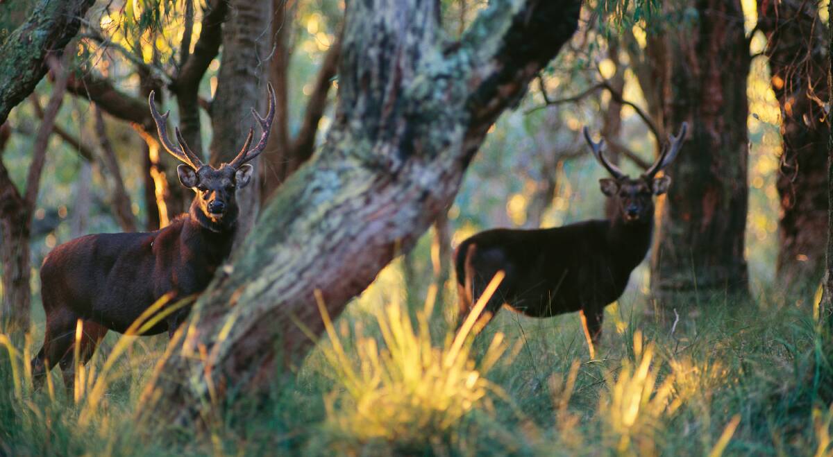 An advisory panel recommends NSW government remove feral deer's game animal status to hel reduce impacts to farmers and the environment.