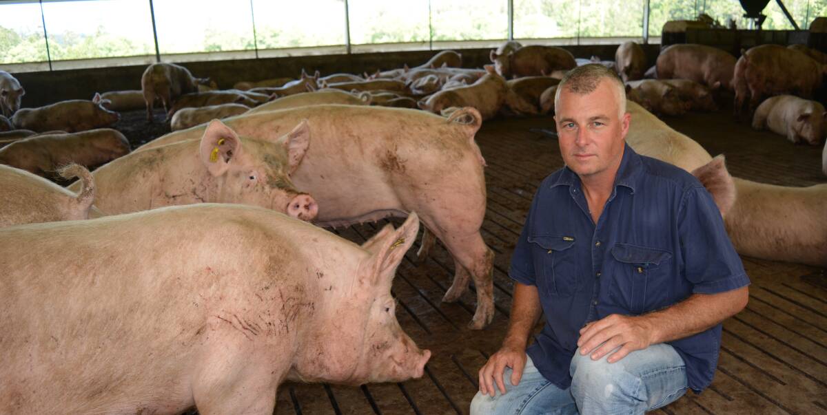 Northern Rivers pork producer Matt Linton, "Mountain Top Pork" near Nimbin with sows in his state-of-the-art farrow shed. He redeveloped an old piggery near Kyogle following the Northern Rivers Pork Industry Strategic Plan.