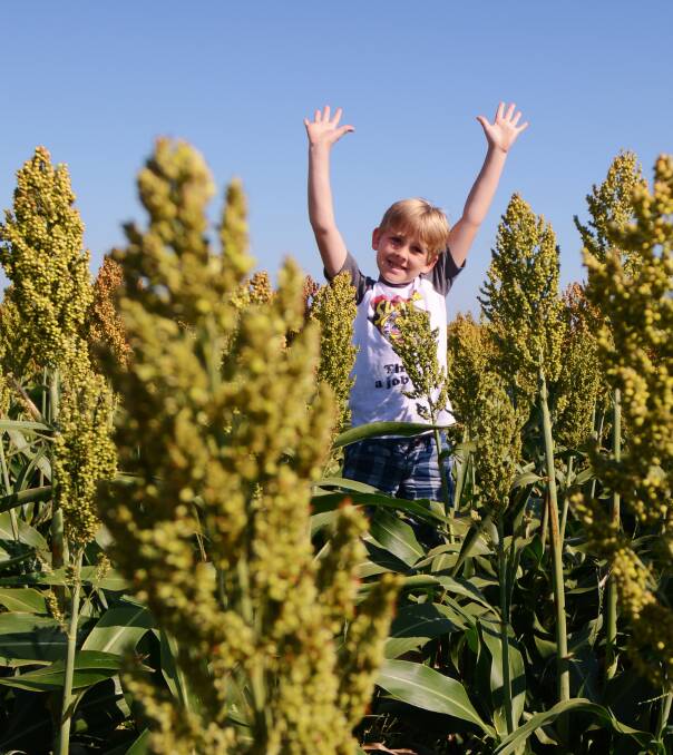 Quirindi student Billy Brown, here in last season’s sorghum on the Liverpool Plains, is excited to learn about agriculture on the Liverpool Plains. Photograph by Sally Alden.
