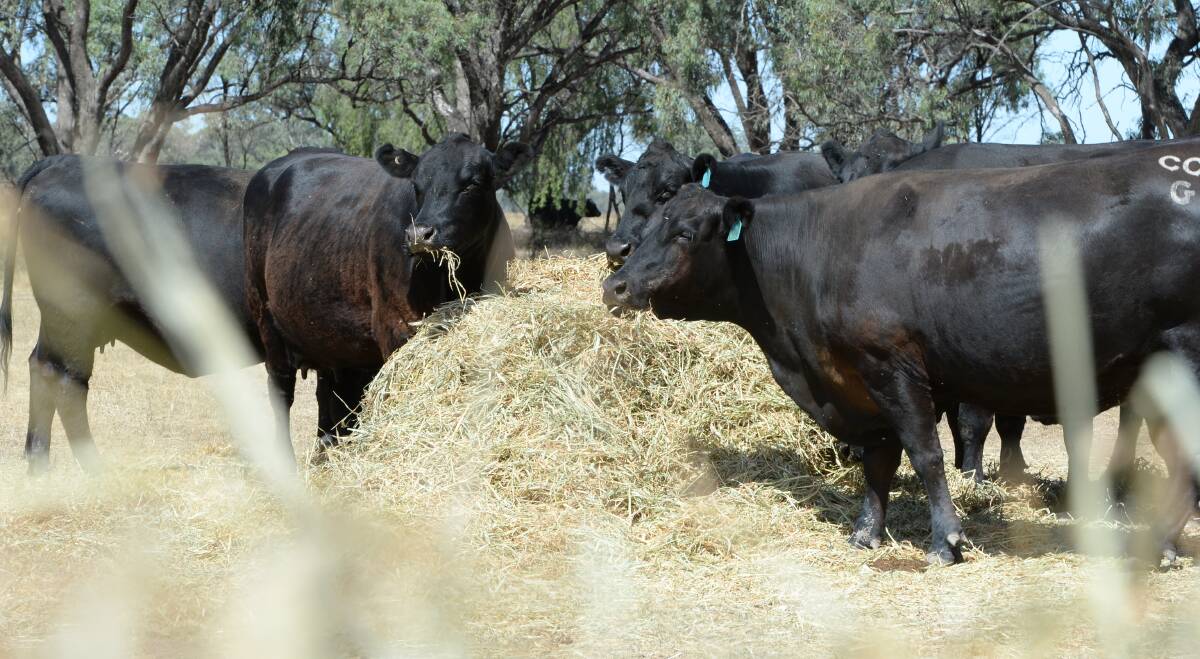 Men charged with $100,000 cattle theft