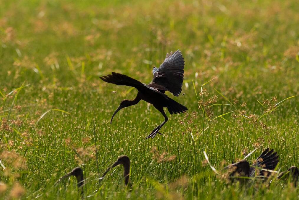 A glossy Ibis coming in to land on the Gwydir Wetlands. Photo: P. Knock.