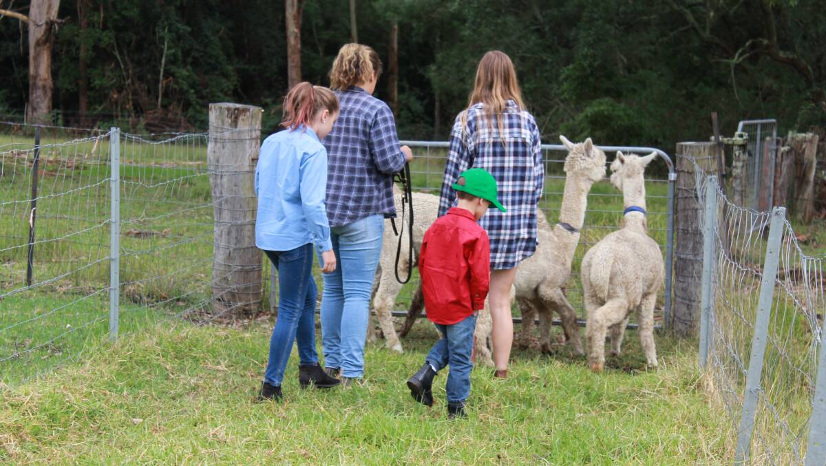 Alpacas easy-to-handle nature is suited to kids of all ages.