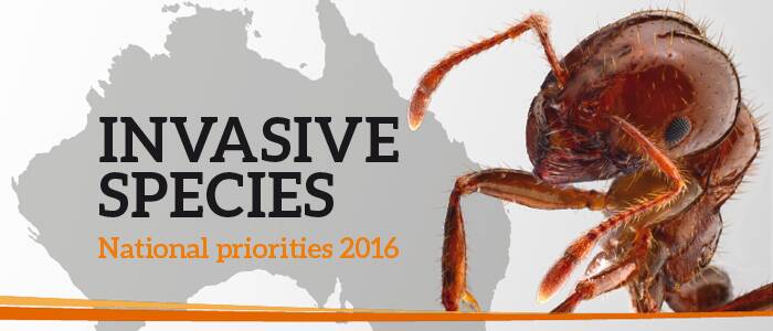 Invasive Species Council has released its election scorecard rating the Greens, Labor and the Coalition's biosecurity policies.