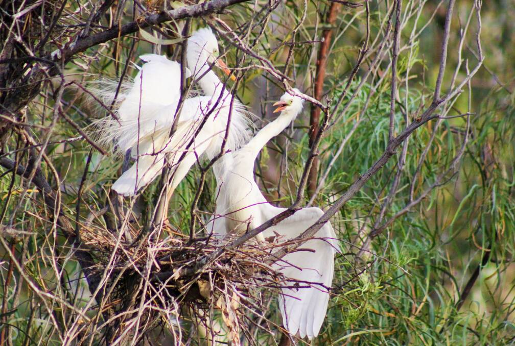 Egrets squabble as new resindents move into the Macquarie Marshes. National Parks ranger Nicola Brookhouse.