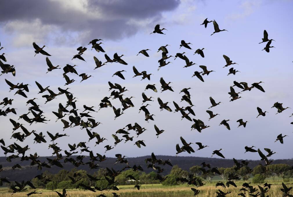 Like so many waterbirds, Glossy Ibis flock to the Riverina. Photo by Office of Environment and Heritage.