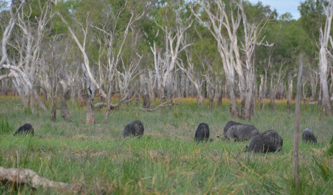 Feral pigs feed on the flood plains of western Cape York after the wet season. Pic by Brian Ross Balkanu.