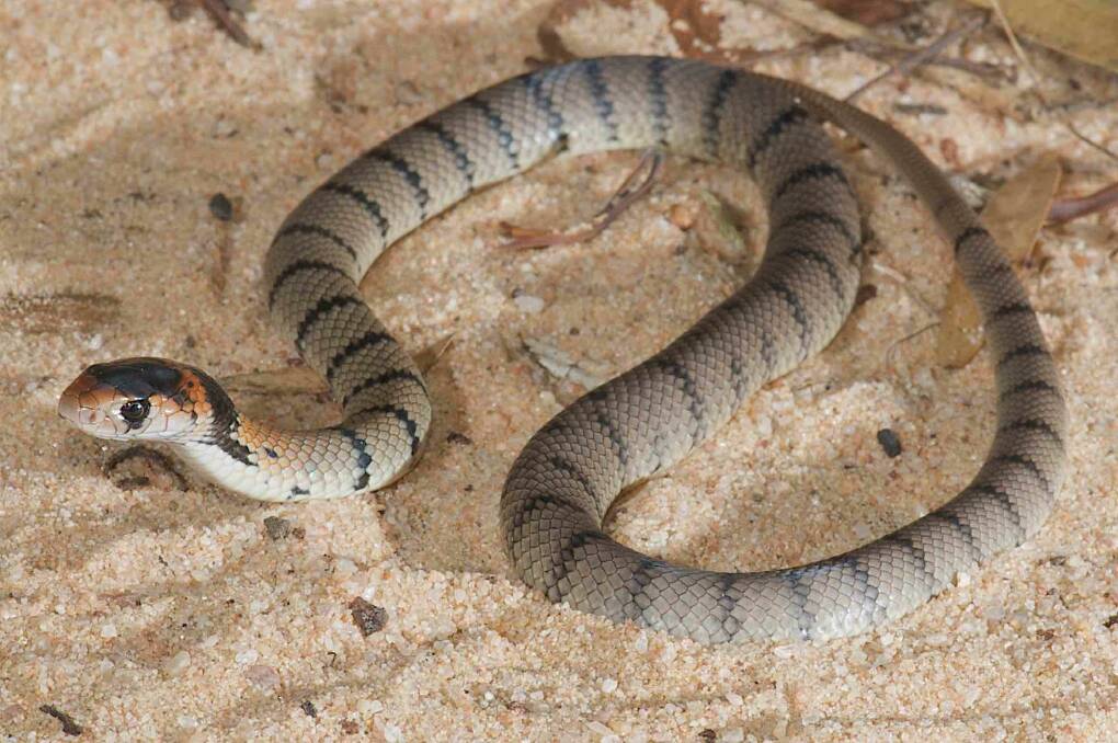 A baby eastern brown snake with its stripes on display. Pic by  Stewart Macdonald.