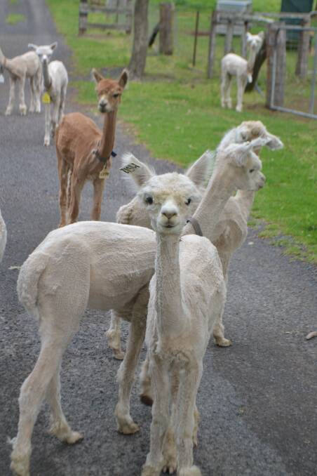 Alpacas bring big breaks to little livestock players