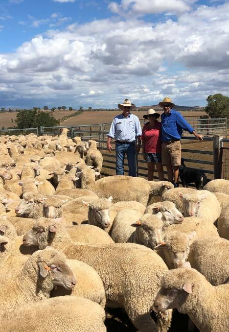 TOP DROP: Poll Dorset growers Hugh and Fran Flanery with their agent David Corcoran, of Delta, inspect progeny from rams used from the Rowley family's Springwaters Poll Dorset stud, in Boorowa